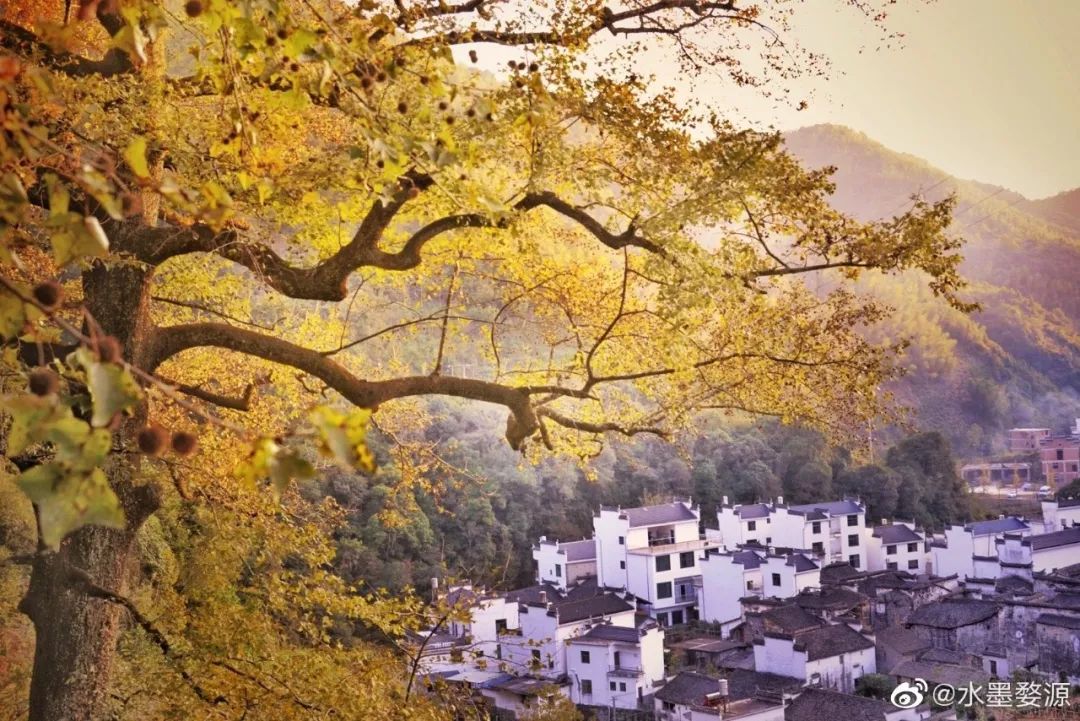 婺源篁岭晒秋什么最好看,婺源秋色正浓石城枫叶渐显红