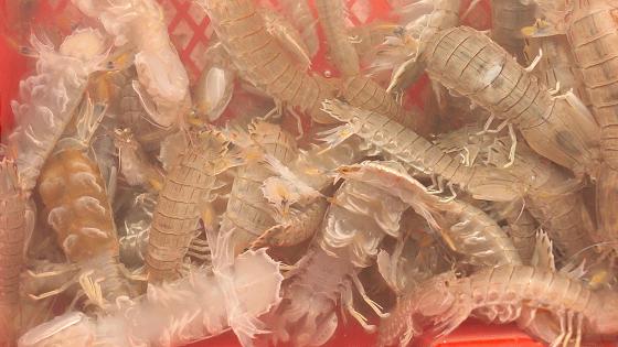 小港码头有蛏子吗,小港码头吃海鲜俱乐部电话