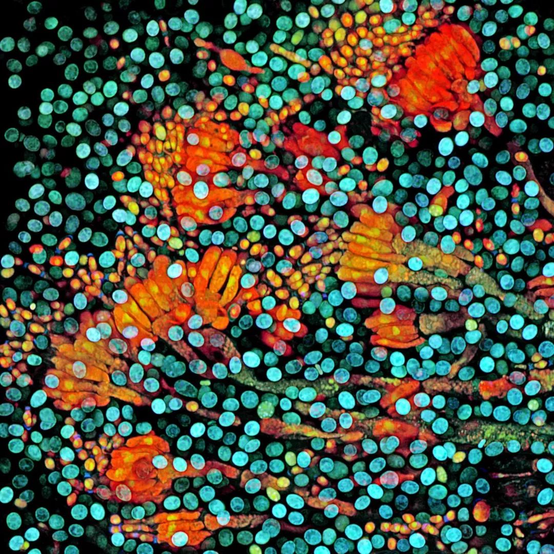 小小世界冠军,小小世界摄影奖