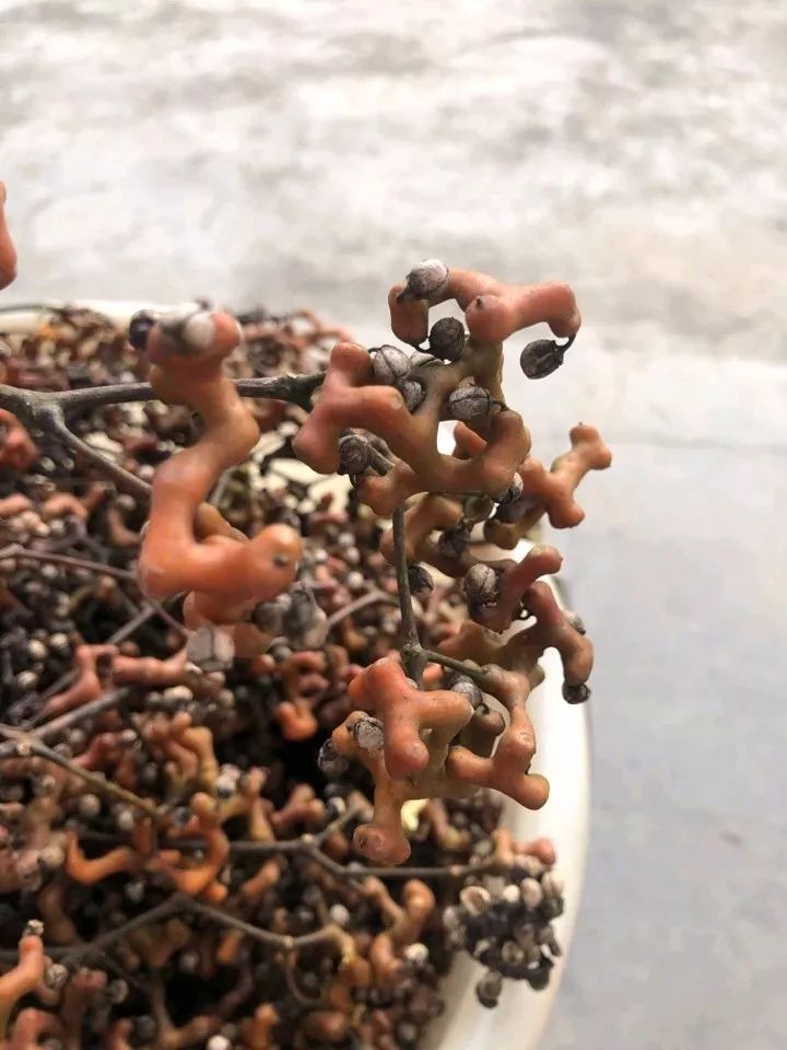 桂林特产野生果,广西桂林冬天山上的野果