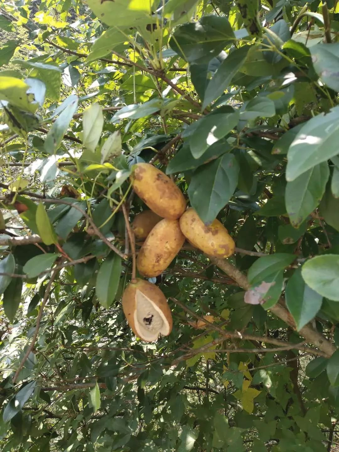 桂林特产野生果,广西桂林冬天山上的野果