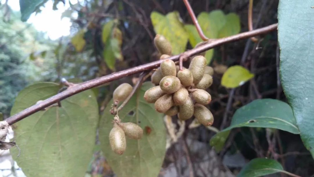 桂林特产野生果,广西桂林冬天山上的野果
