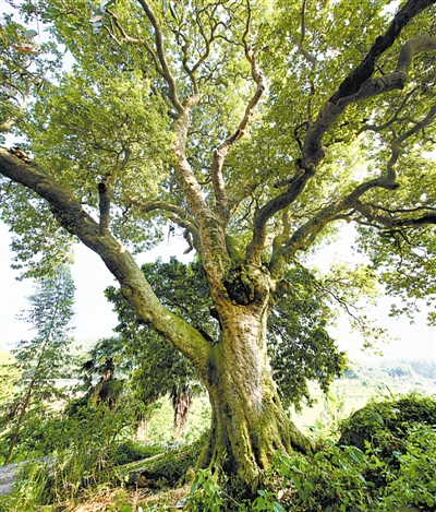 荔枝，林间玉酝滋甘露