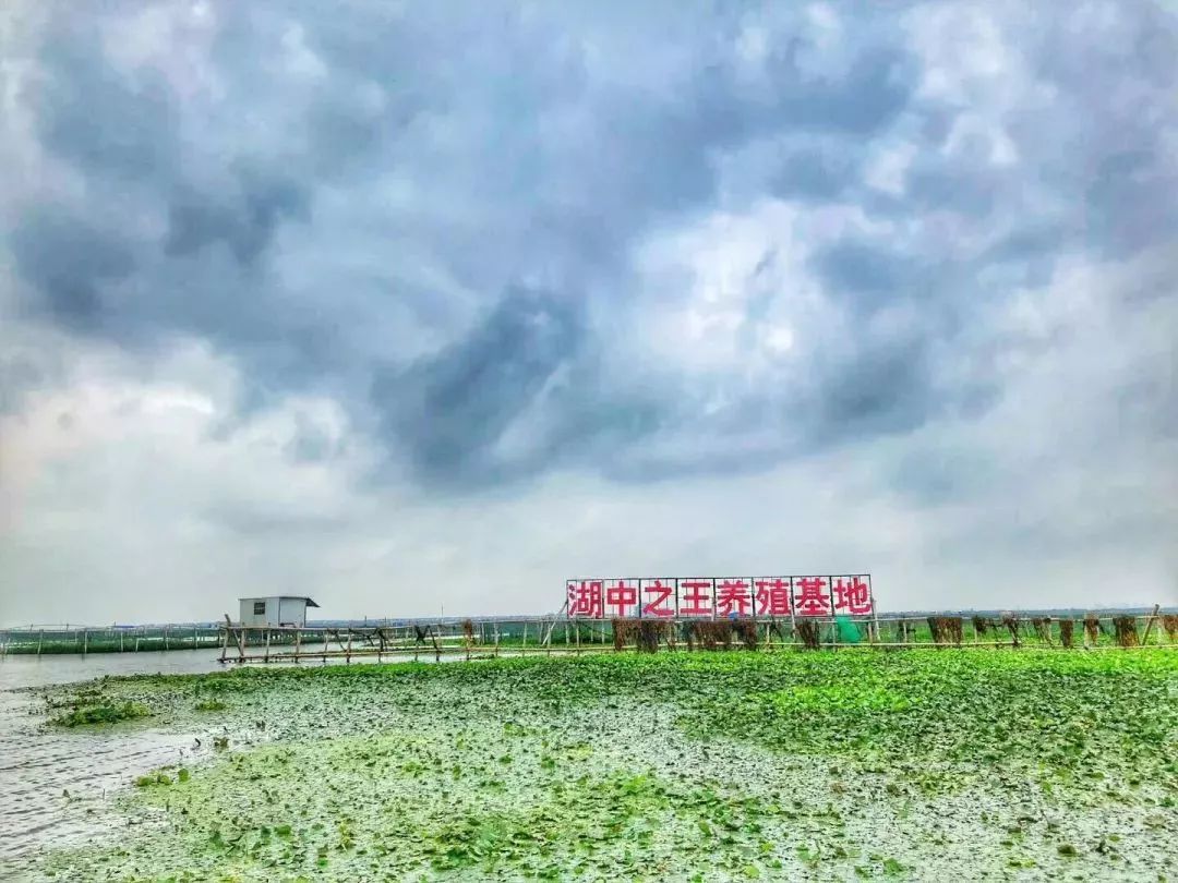 阳澄湖大闸蟹流黄,阳澄湖大闸蟹几月份吃最好吃