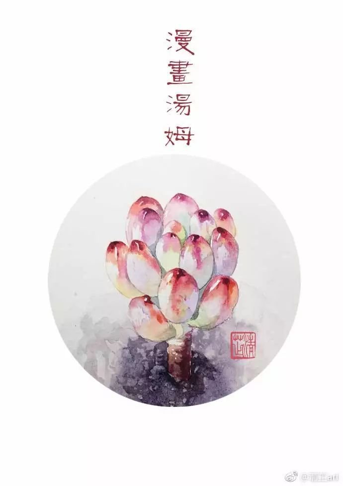 什么多肉不需要太强的光照,光照不足也能养的多肉