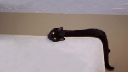 什么猫一看就特别狠,什么猫像假猫