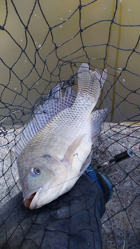 带友渔乐记渔获20斤,钓鱼不能*欢偷**