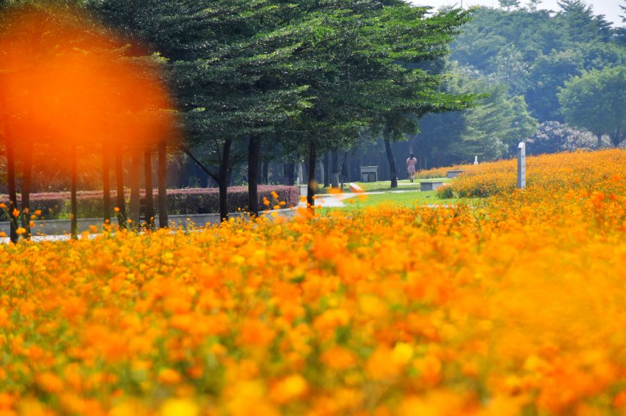 满城尽带黄金甲！在佛山，就能感受秋日童话的浪漫