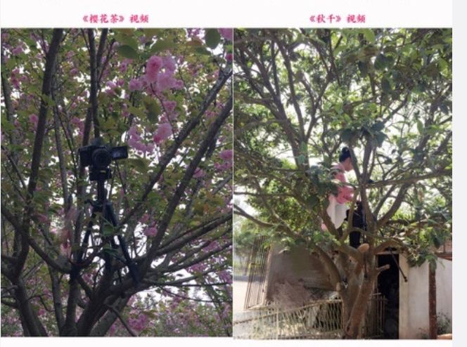 人气最高网红村姑,盘点曾经很火的村姑网红