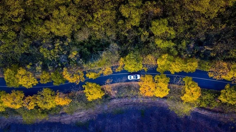 天呐!被南京这些路圈粉!