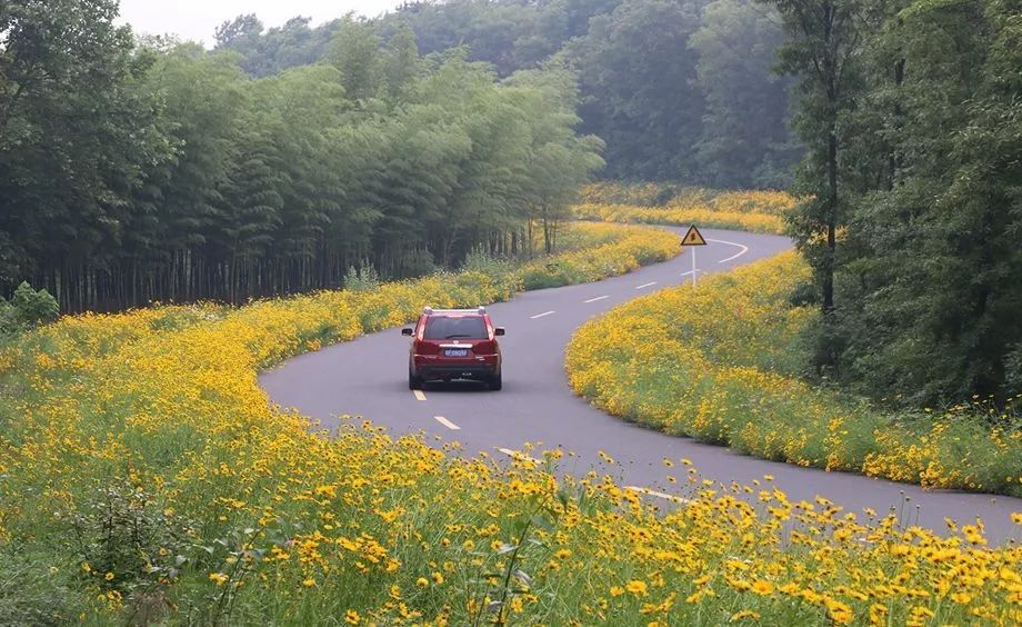 天呐！被南京这些路圈粉！