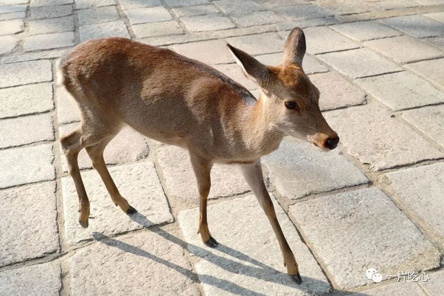 奈良的小鹿,奈良的小鹿最近新消息
