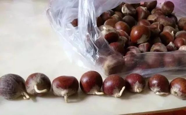 那些发芽的食物还能吃吗,发芽的食物不能吃一文告诉你真相