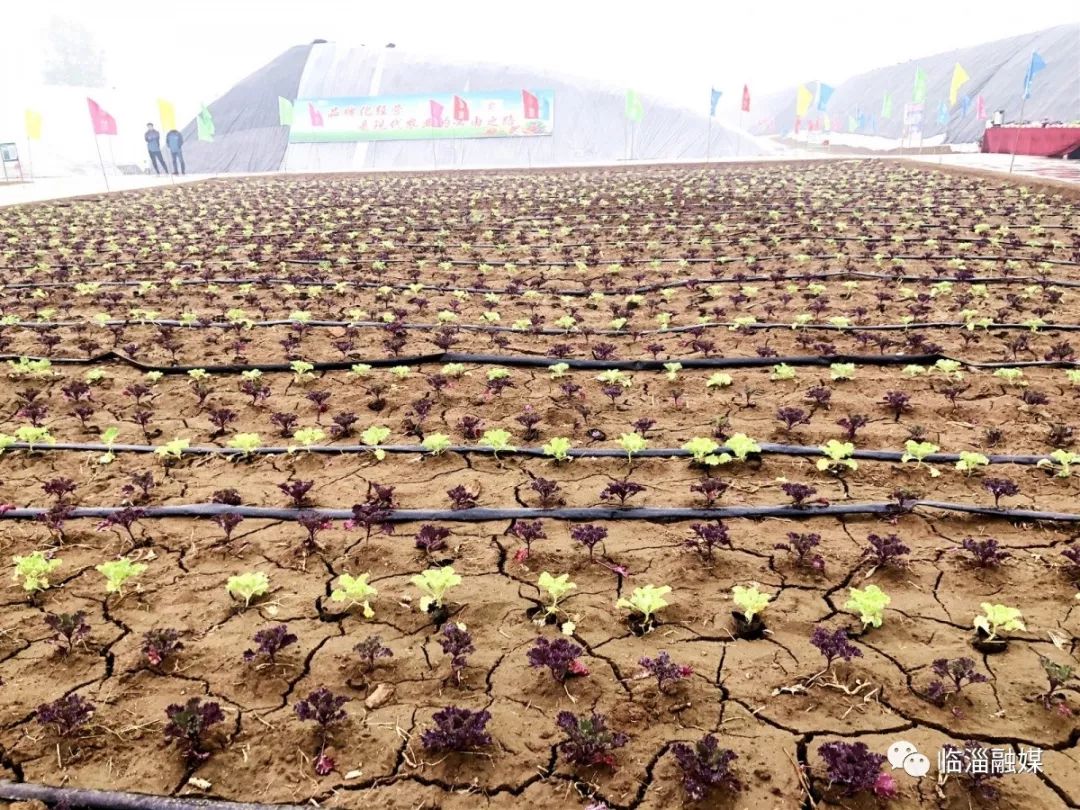 临淄经济发展现场,临淄经济社会发展