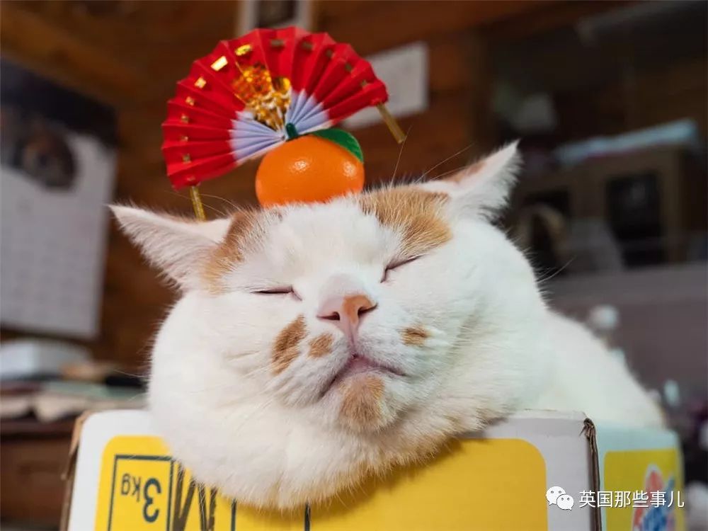 喵星人吃起来真香看的都想吃一口 (喂喵星人吃饭一副生无可恋的表情)