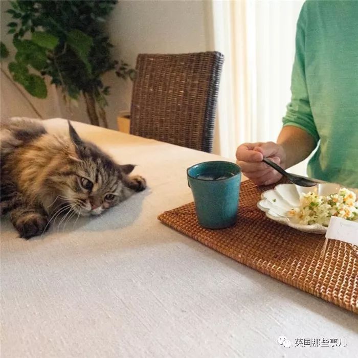 喵星人吃起来真香看的都想吃一口 (喂喵星人吃饭一副生无可恋的表情)