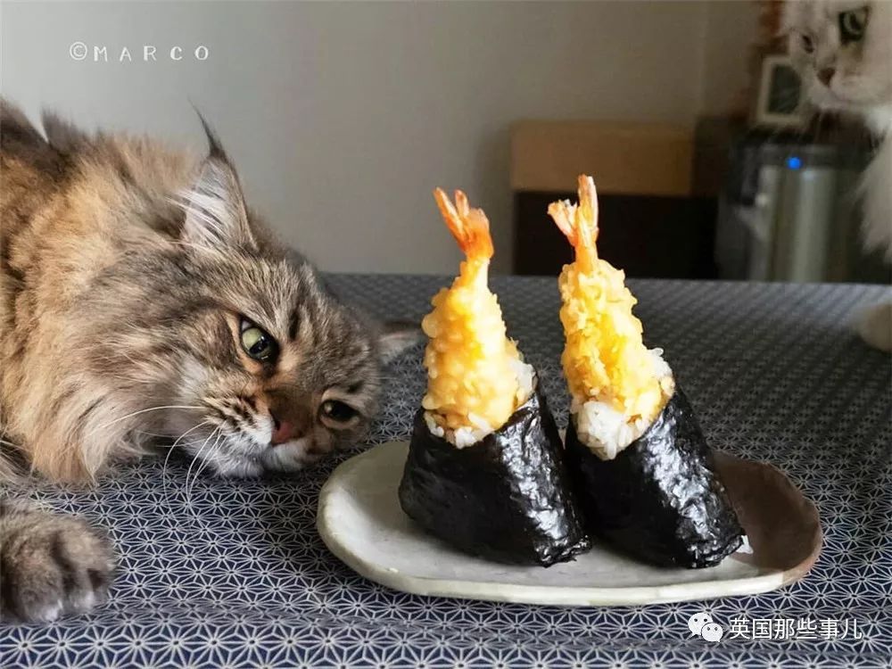 喵星人吃起来真香看的都想吃一口 (喂喵星人吃饭一副生无可恋的表情)