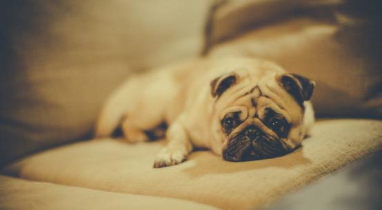 世界上哪只宠物狗最听话,哪一种宠物狗最可爱最听话最好养