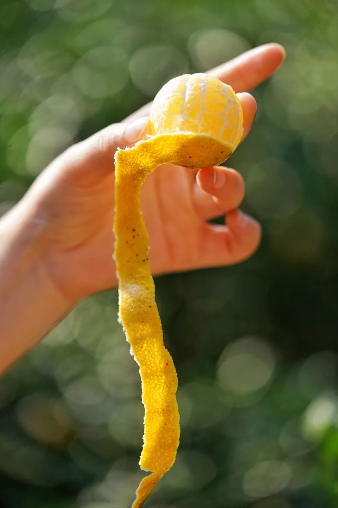 认识下广东人从小吃到大的宝藏水果,像冬季里清甜的山泉