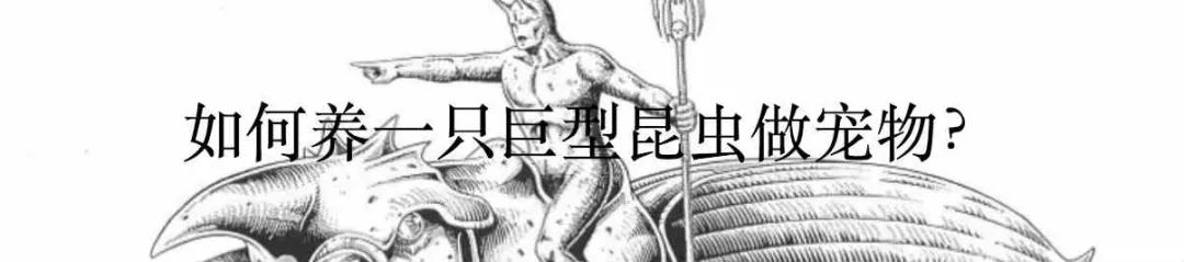 通过鸡来获得的优越感