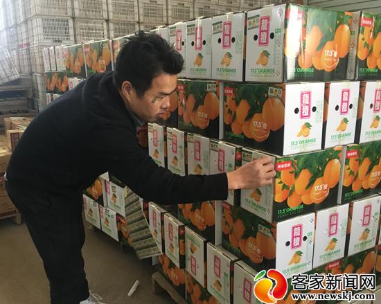 崇义县龙勾橙新果业,崇义县龙勾乡脐橙基地