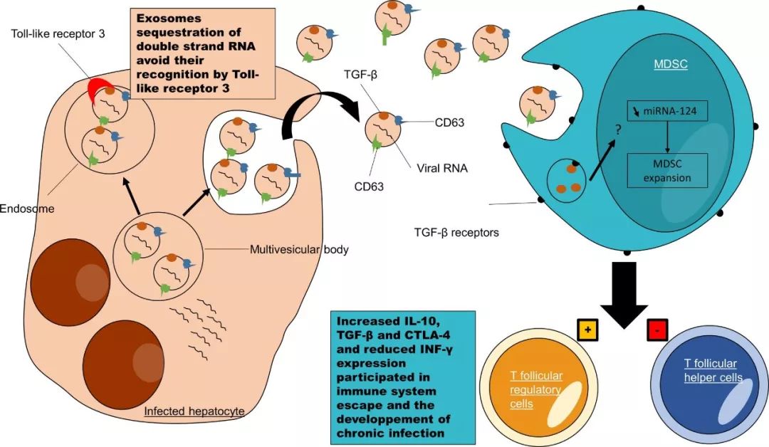 细胞外囊泡：未来诊断肝脏疾病的新标志物｜前沿聚焦