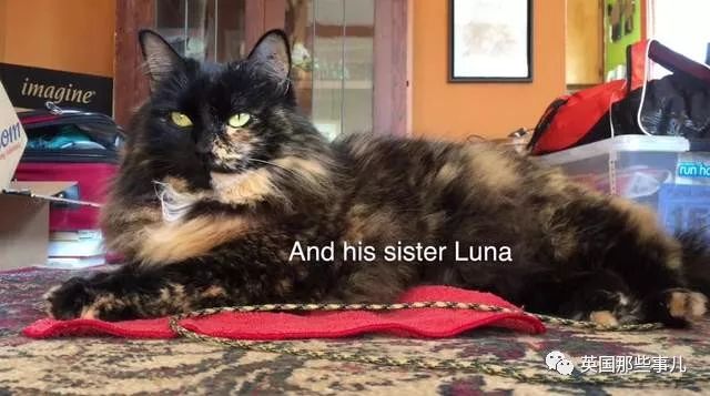 猫咪自己剃毛失败,猫剃毛失败