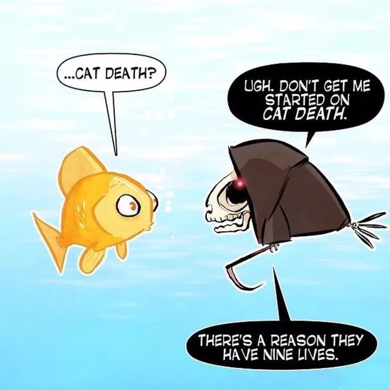 猫空中转体的动力学,猫空中转身的力学原理