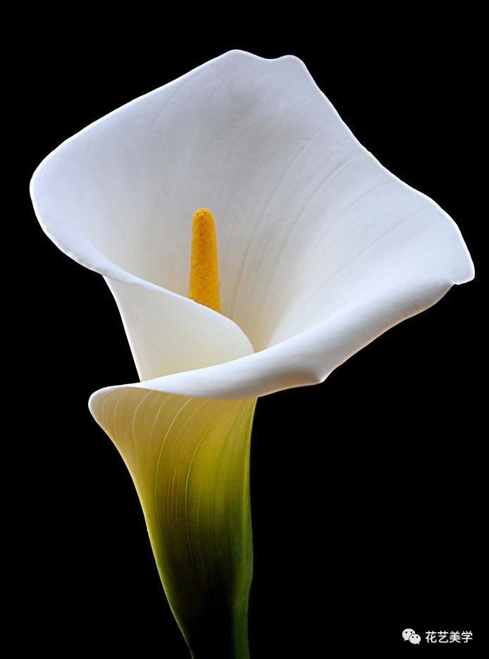 马蹄莲最普通品种开什么颜色花,花卉马蹄莲是什么样的