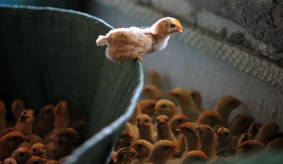 合肥的肥是什么肥,合肥最富的是哪个县