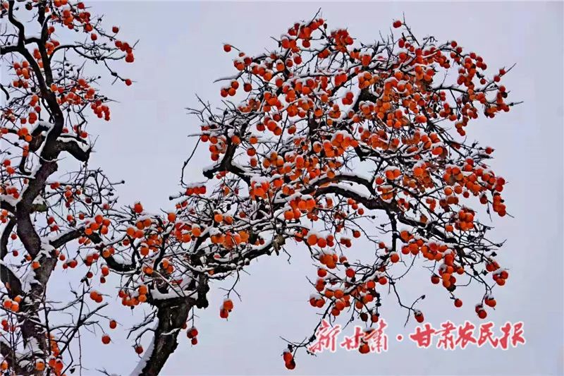 天水秦安大地,天水雪景美如画