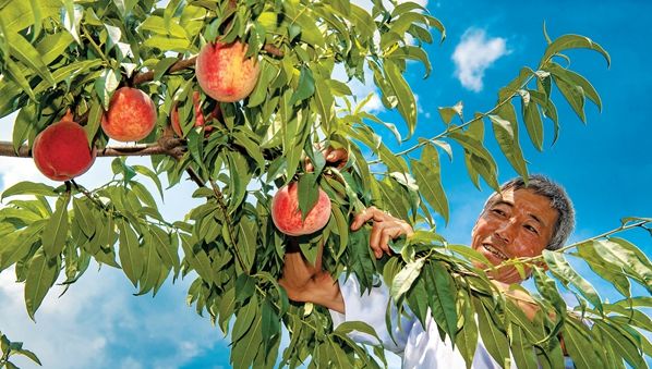 住哪里可以感受洛阳的繁华,洛阳哪个地方最适合居住