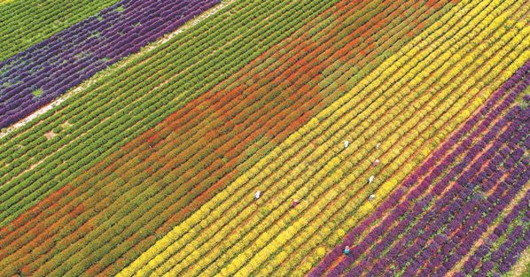 住哪里可以感受洛阳的繁华,洛阳哪个地方最适合居住