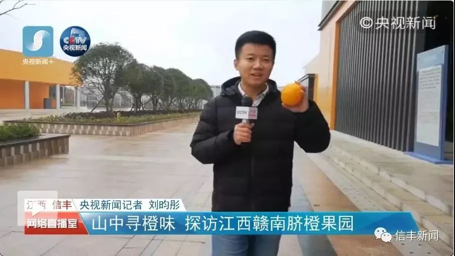 脐橙之乡信丰脐橙,信丰脐橙和赣南脐橙