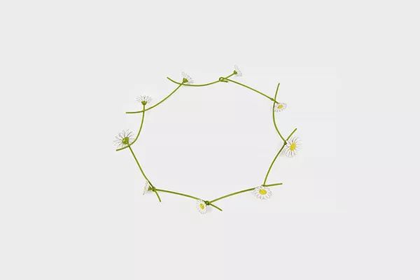 权志龙喜欢的雏菊是什么雏菊,权志龙的小雏菊为什么少一半