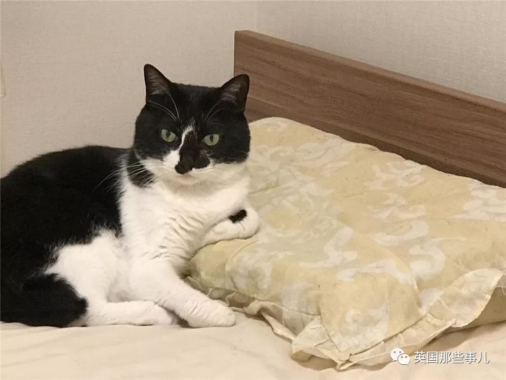 喵星人的日常图片大全,最好看的喵星人图片