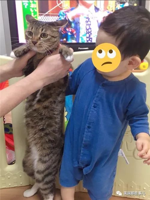 喵星人的日常图片大全,最好看的喵星人图片