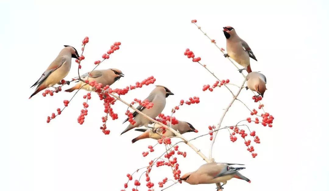 瞒不住了！昌平天空划过一群“小精灵”！可爱的那种！