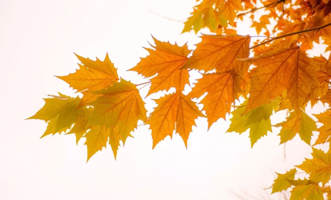 直道相思了无益完整诗句,那些相思入骨的绝美诗句