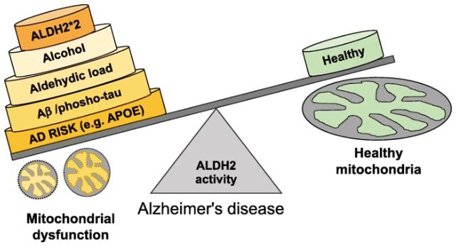 假性阿尔茨海默,假装高情商的人心理
