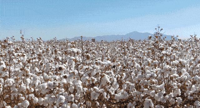 日本人吃饭都不穿鞋，熏死人了！这双耗时3年的黑科技银离子袜，美白润肤自发热，穿7天都不臭脚