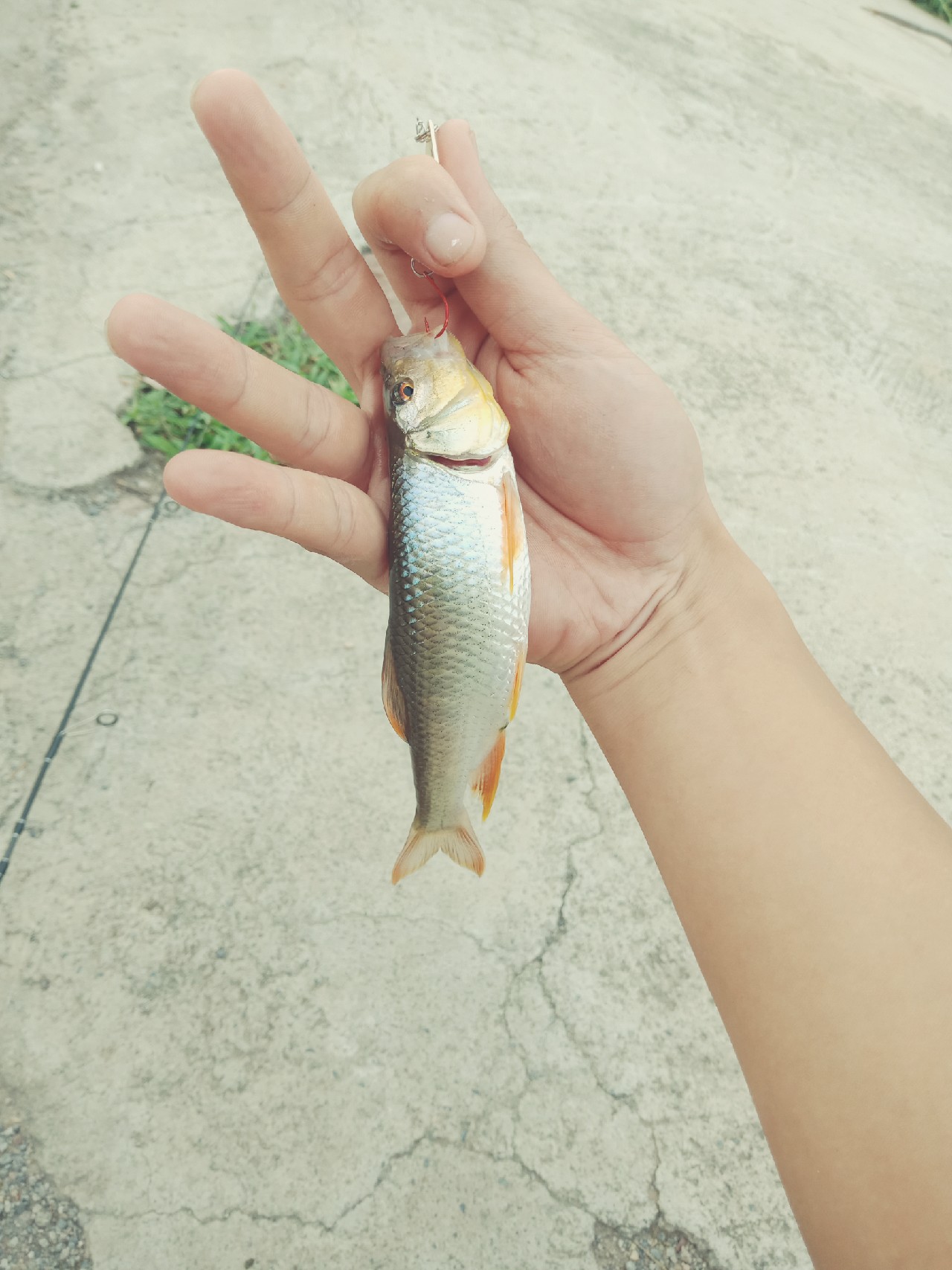 打中了第一尾白条后，我家人怀疑我在吸毒