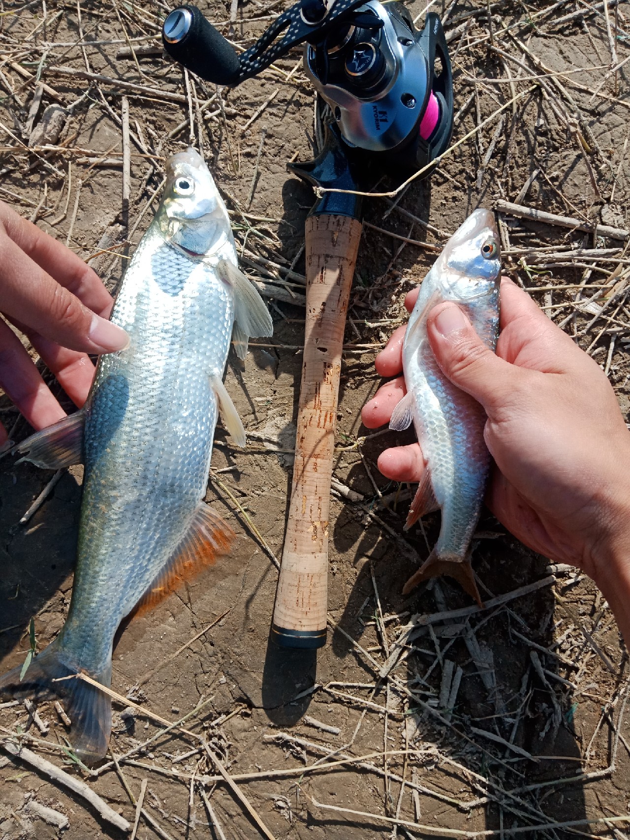 打中了第一尾白条后，我家人怀疑我在吸毒