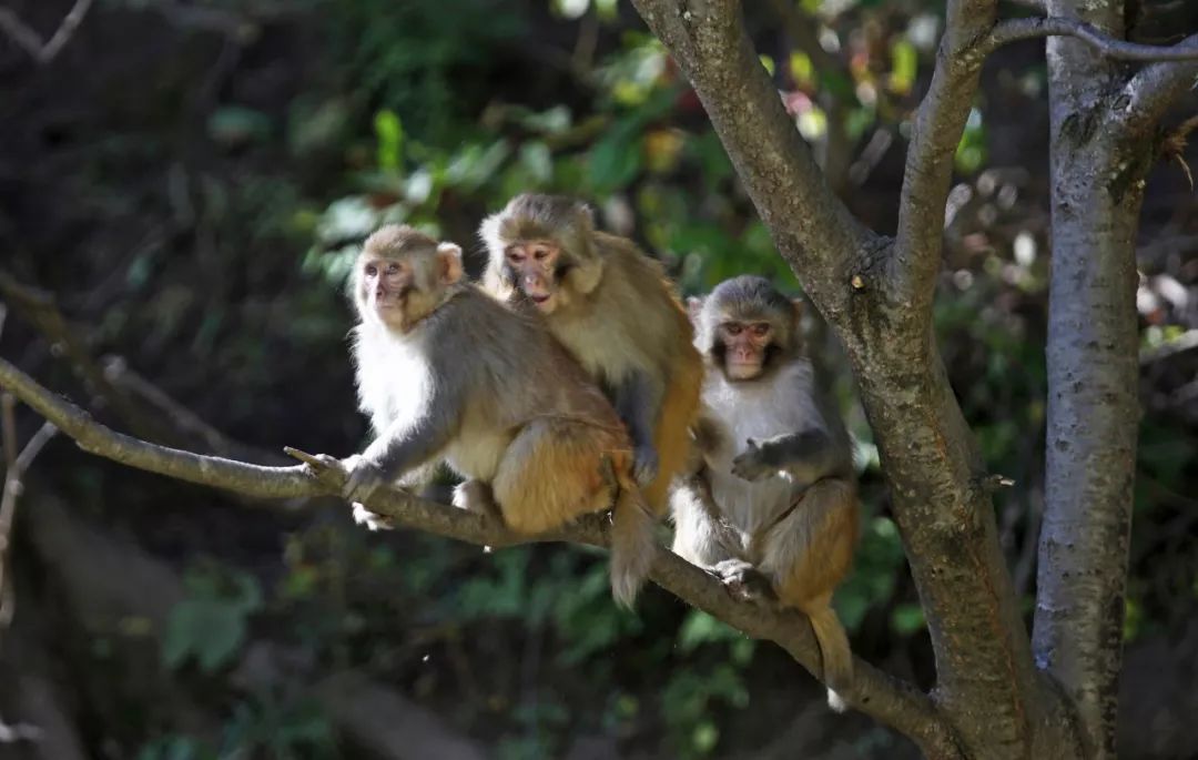航拍阿坝农村视频,阿坝风景全景视频