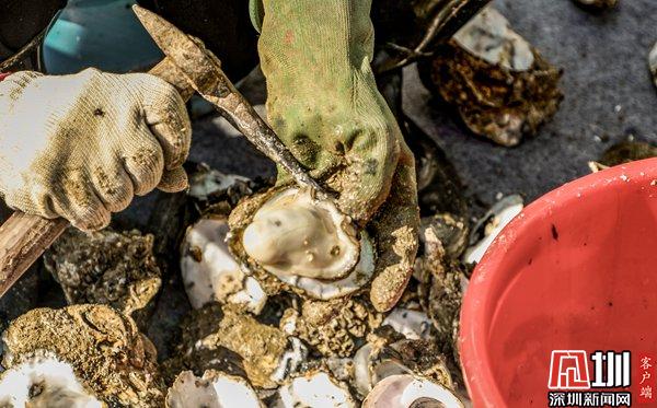 宝安区第十一届沙井金蚝节,2015年深圳沙井金蚝节