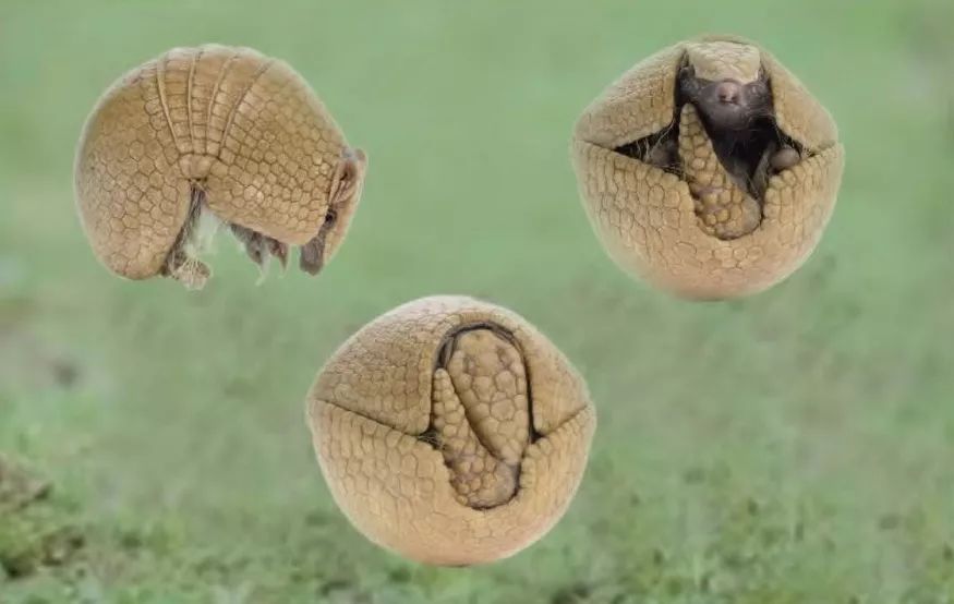 2014年世界杯吉祥物福来哥杯子,巴西吉祥物福来