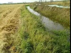 虾苗不沉底用什么方法好,虾苗不下底