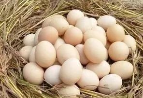 鸡蛋鹌鹑蛋鸭蛋鹅蛋哪个更有营养,鸡蛋鸭蛋鹅蛋鹌鹑蛋哪个最有营养