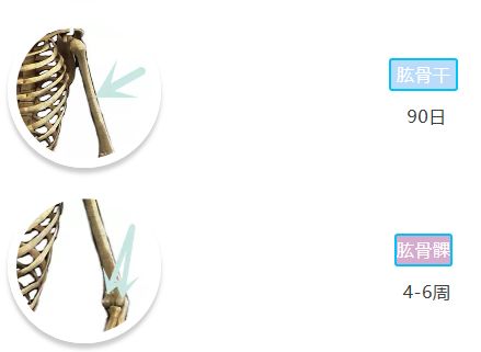 「骨科康复」骨折愈合分期和愈合时间