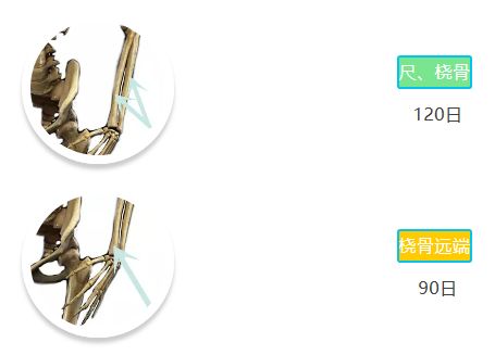 「骨科康复」骨折愈合分期和愈合时间